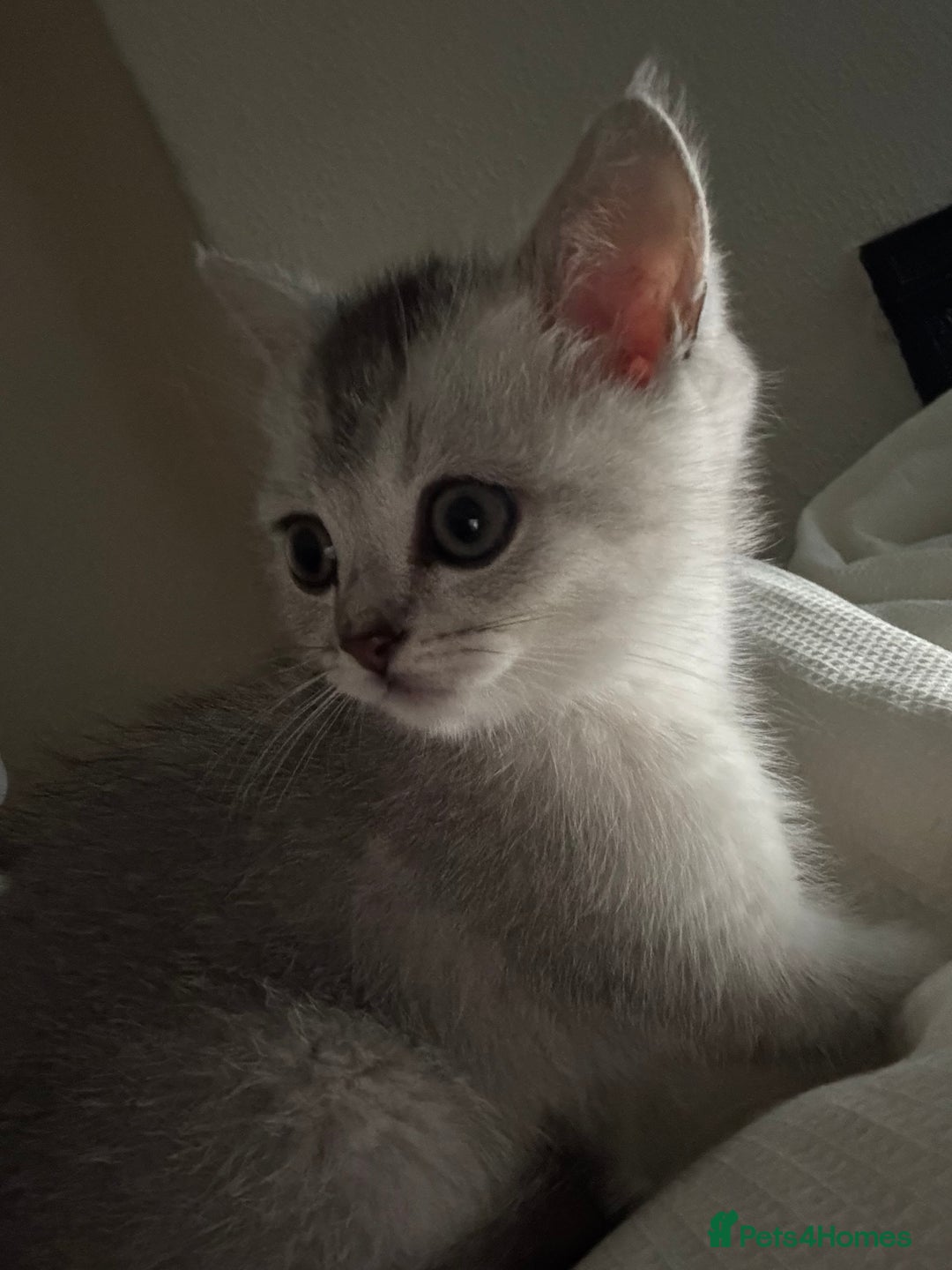 British Shorthair cats for sale: Playful and affectionate BSH Kitten - Advert 3