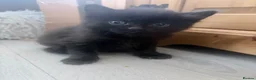 Mixed Breed cats for sale: Adorable kittens for sale  - Advert 12