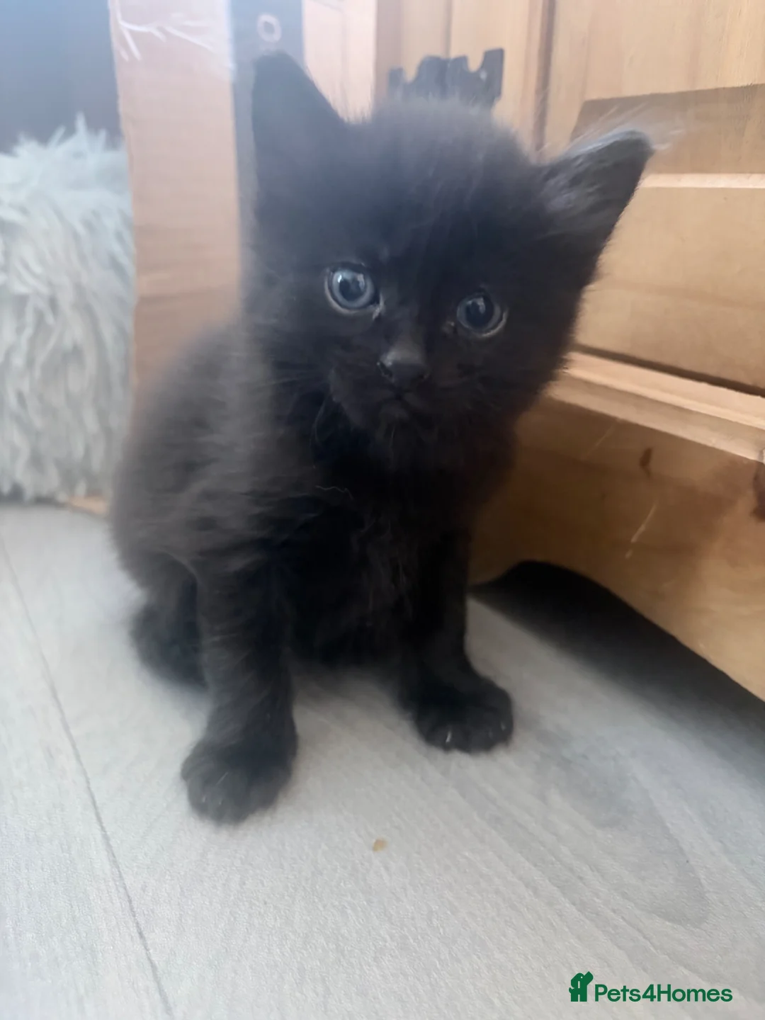 Mixed Breed cats for sale: Adorable kittens for sale  - Advert 12