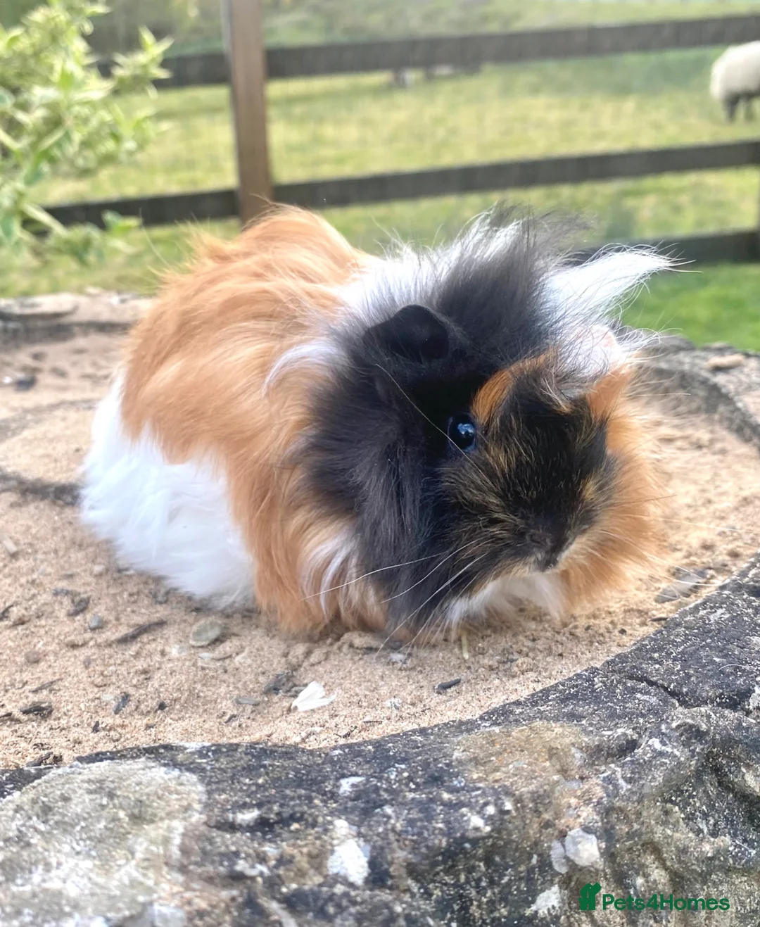 Guinea Pig rodents for sale: Guinea Pig Looking for their forever homes  - Advert 2