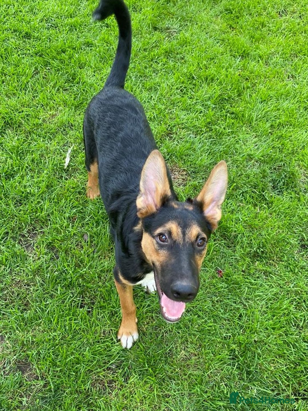 Mixed Breed dogs for adoption: 💙🐶 CONNOR 🐶💙 - Image 3