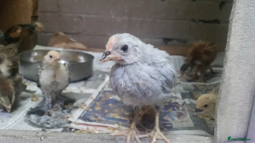 Chickens poultry for sale: Chicks day old pure breed, some mixedo in Bury - Advert 2