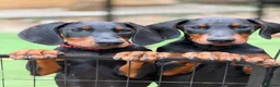 Dobermann dogs for sale: READY NOW- Outstanding KC Dobermann Pups🇧🇷 - Advert 21