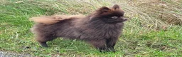 Pomeranian dogs for sale: Beautiful KC Reg girl 5yrs old  - Advert 6