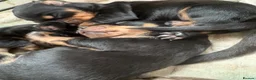 Dachshund dogs for sale: Beautiful dachshund puppies  - Advert 8