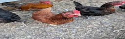 Chickens poultry for sale: Chickens pekin bantam and goldline  - Advert 4