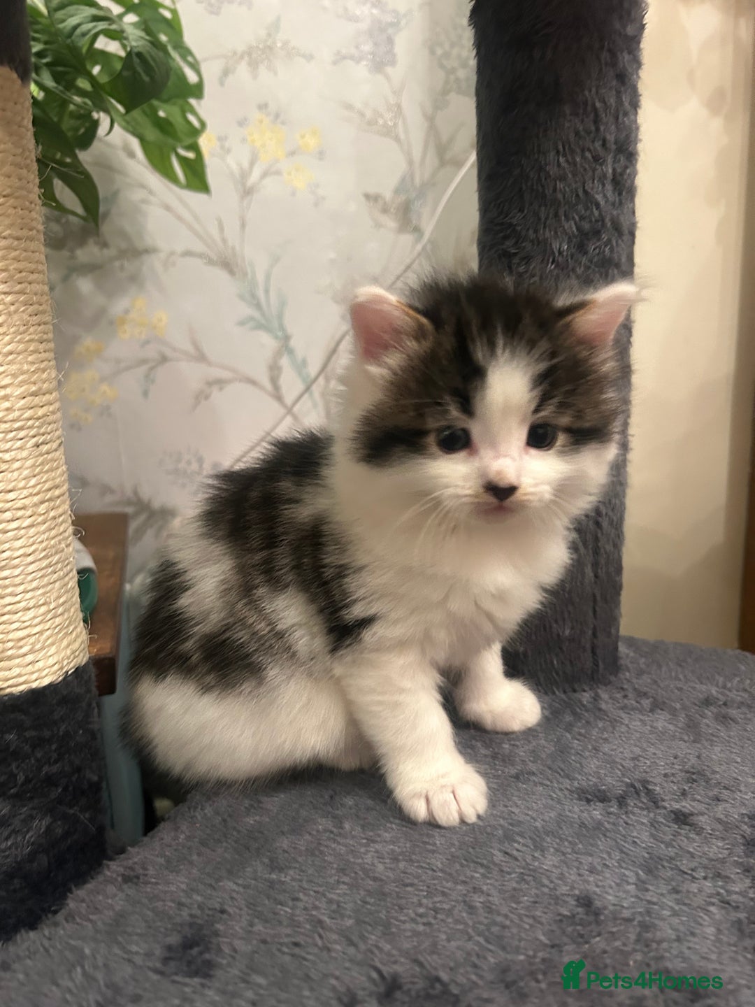 British Longhair cats for sale: Gorgeous Friendly Kittens - Advert 11