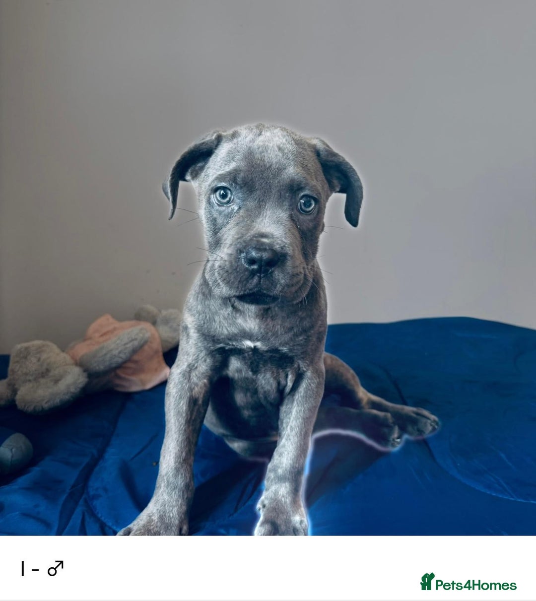 Cane Corso dogs for sale: Purebred Cane Corso Puppies - Advert 7