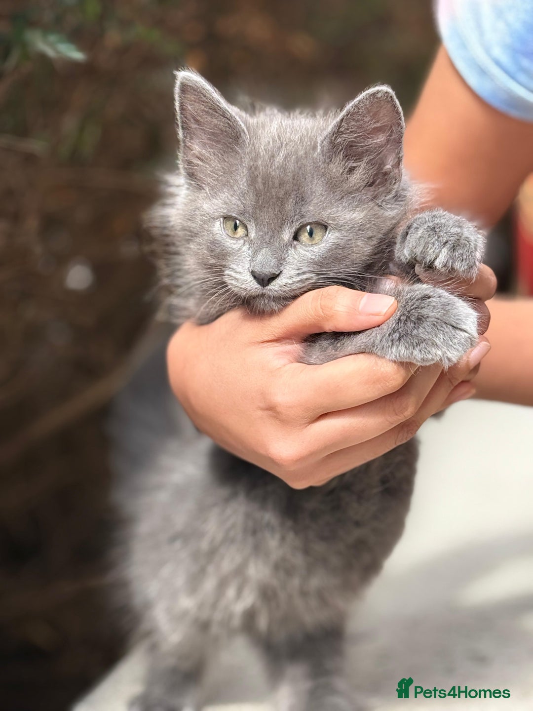 Mixed Breed cats for sale: Gorgeous Solid Grey Fluffy Boy - Image 2