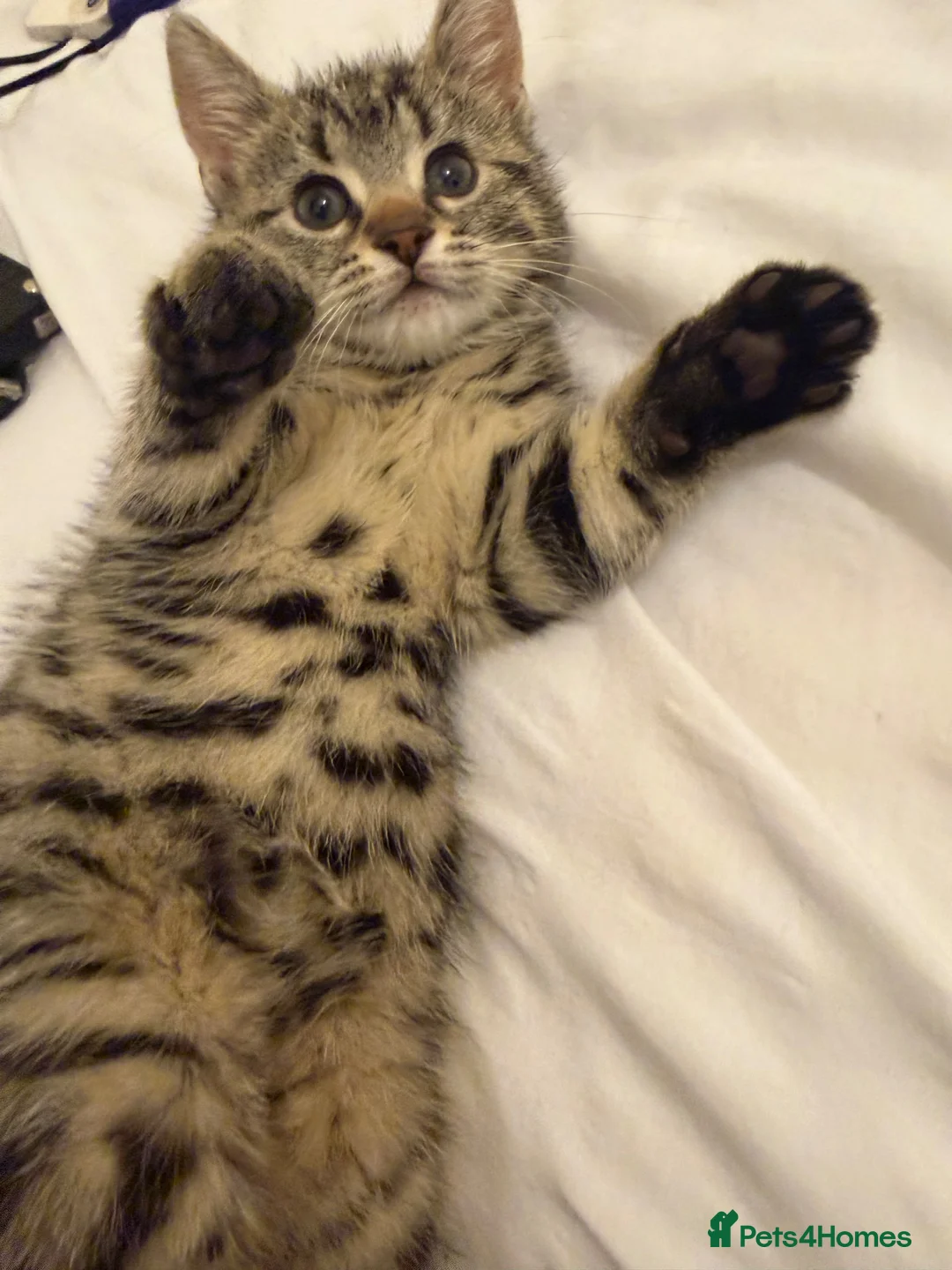 Mixed Breed cats for sale: Kittens  - Advert 2