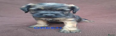 Border Terrier 1