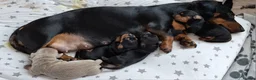 Dachshund dogs for sale: Miniature Dauchund Isabella and Black/Tan pups.  - Advert 6