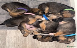 Mixed Breed dogs for sale: Border Terrier x Beagles  - Image 6