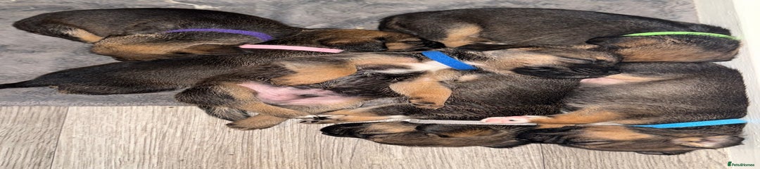 Mixed Breed Puppy 4