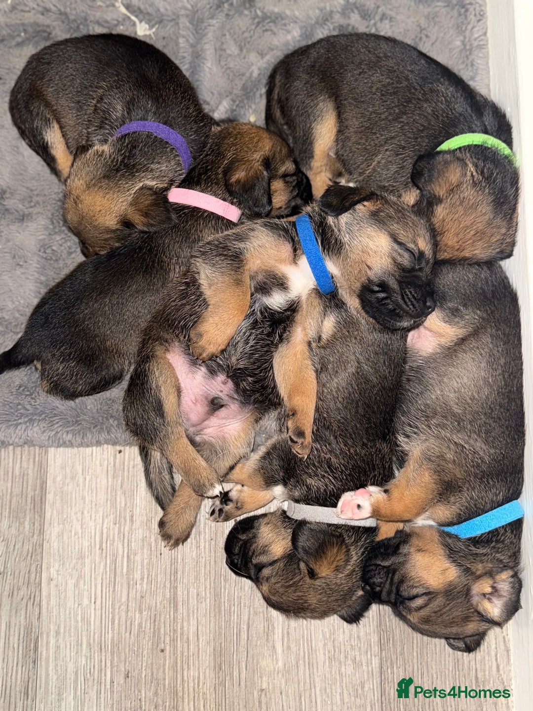 Mixed Breed dogs for sale: Border Terrier x Beagles  - Image 6