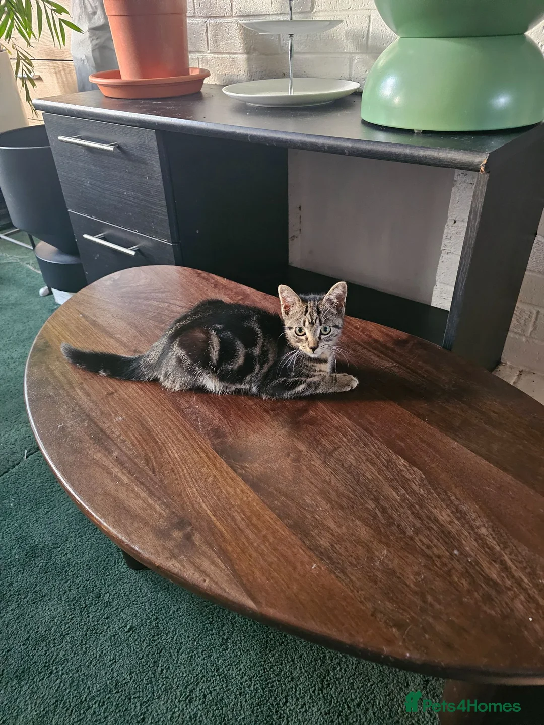 American Shorthair cats for sale: American Shorthair kittens - Advert 2