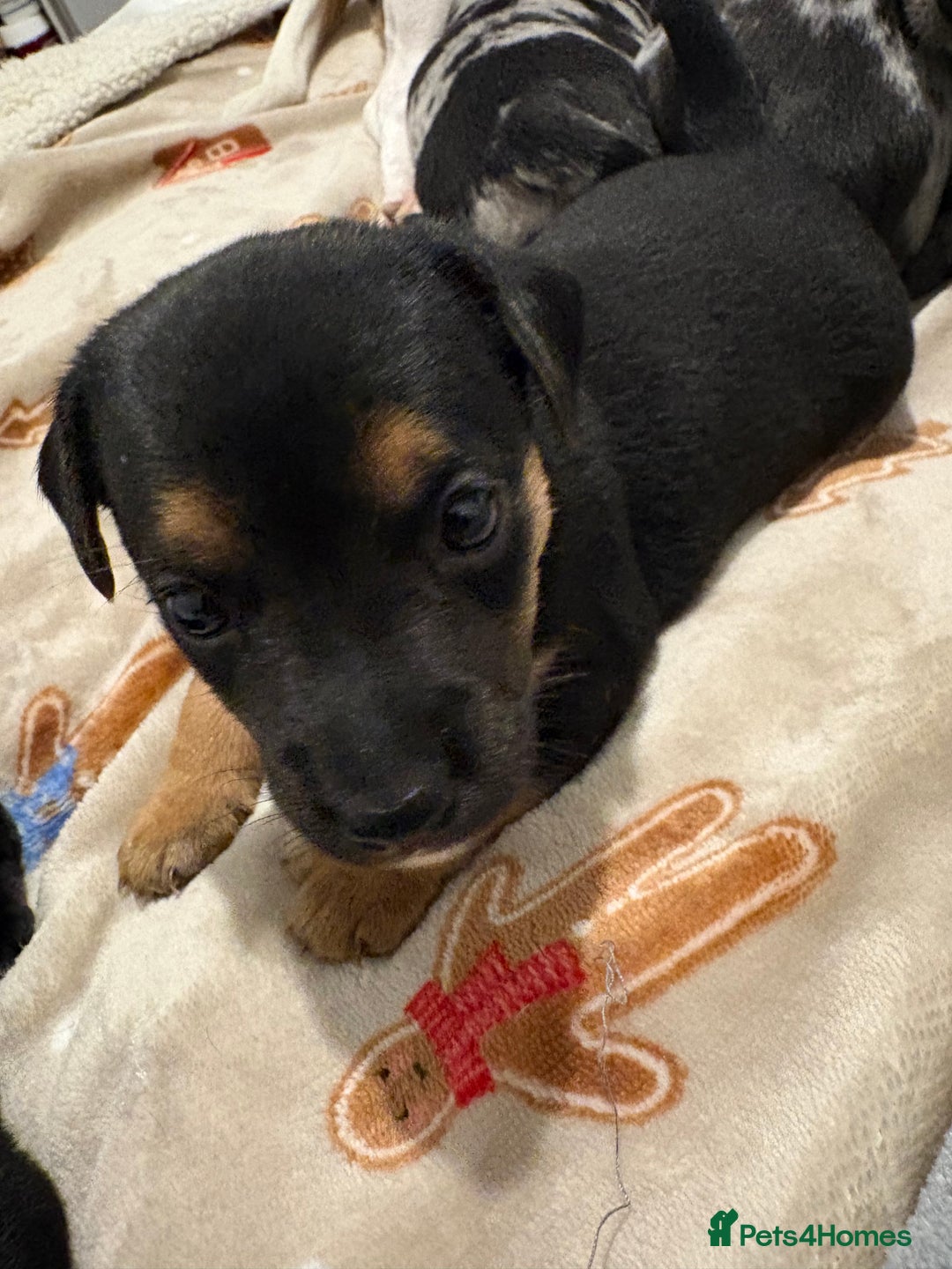 Jack Russell dogs for sale: Much wenlock jrt puppies 4 weeks old  - Advert 5