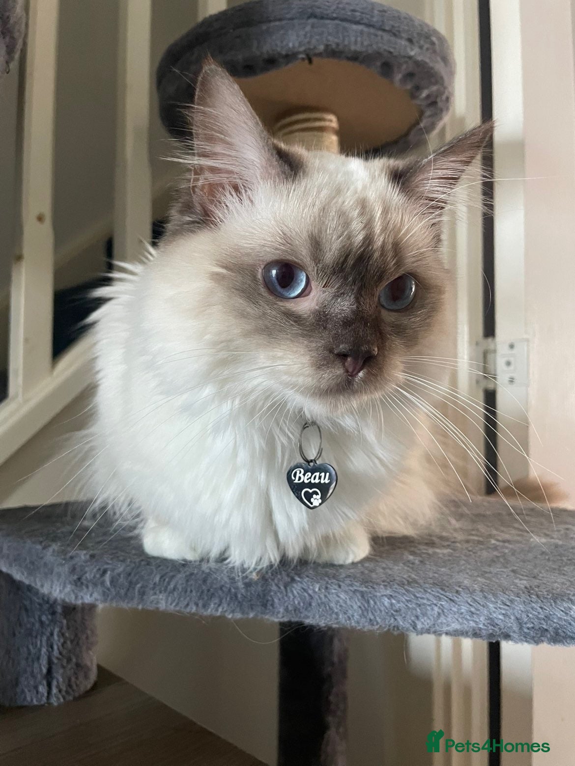 Ragdoll cats TICA registered chocolate smoke ragdoll - Advert 18