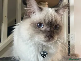 Ragdoll cats TICA registered chocolate smoke ragdoll - Advert 18