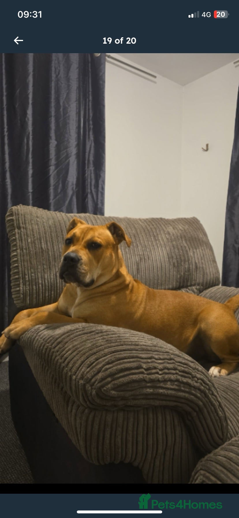 Mixed Breed dogs 5 months old Rhodesian ridgeback puppies  - Advert 2