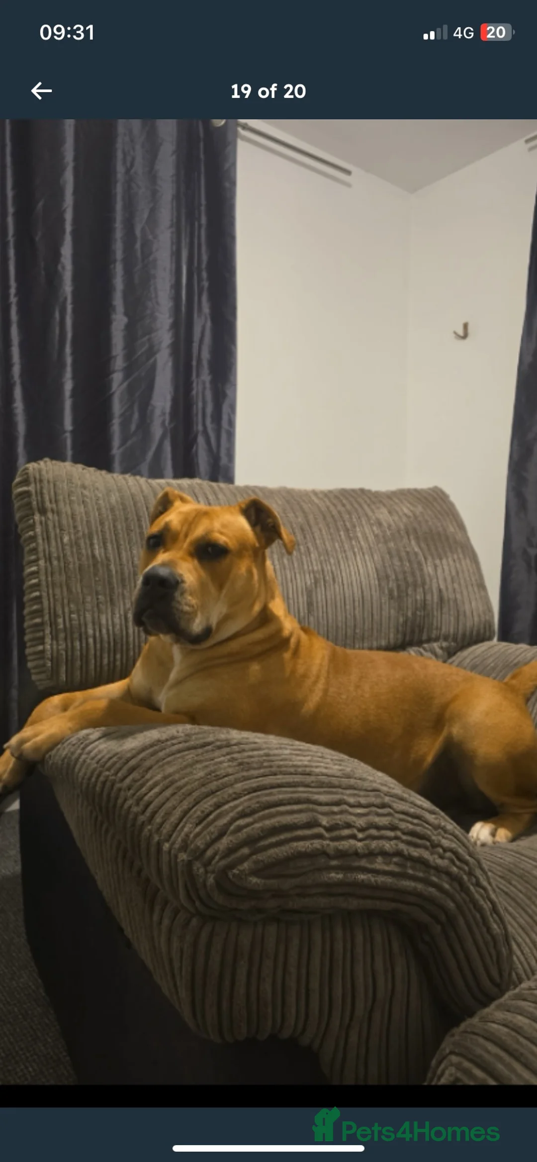 Mixed Breed dogs for sale: 5 months old Rhodesian ridgeback puppies  - Advert 2