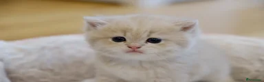 Toffee Golden Kitten 