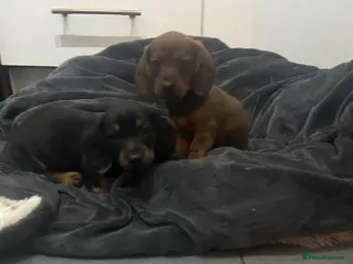 Dachshund dogs Two amazing miniature Dachund boys - Advert 18