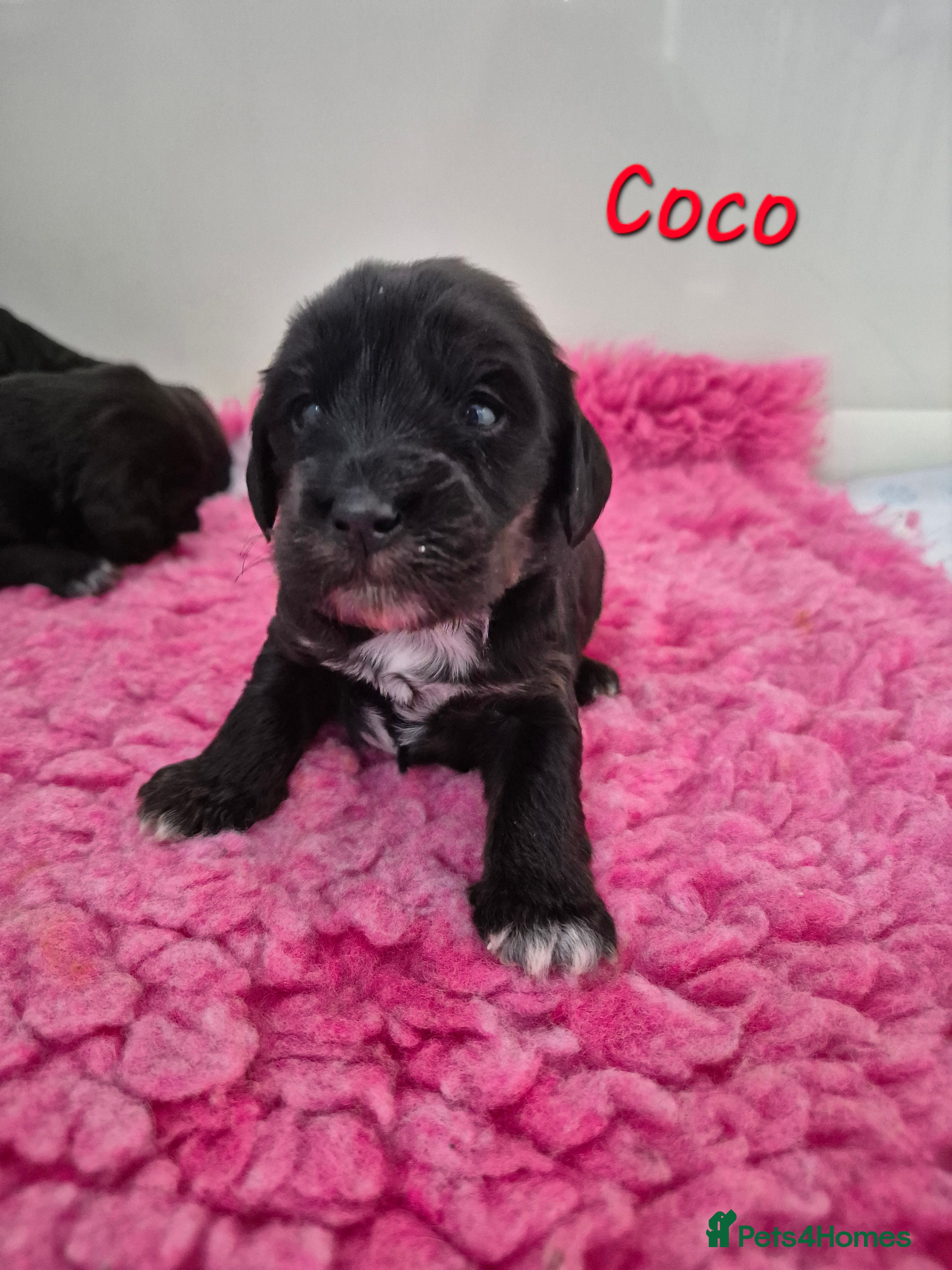 Mixed Breed dogs Labradoodle Puppies 🐶  - Advert 2