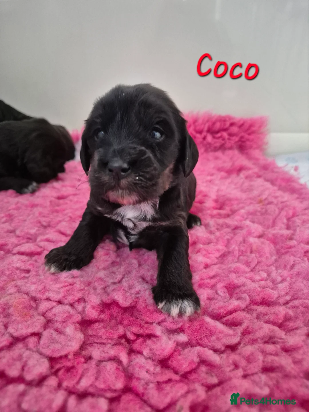 Mixed Breed dogs for sale: Labradoodle Puppies 🐶  in Wisbech - Advert 2