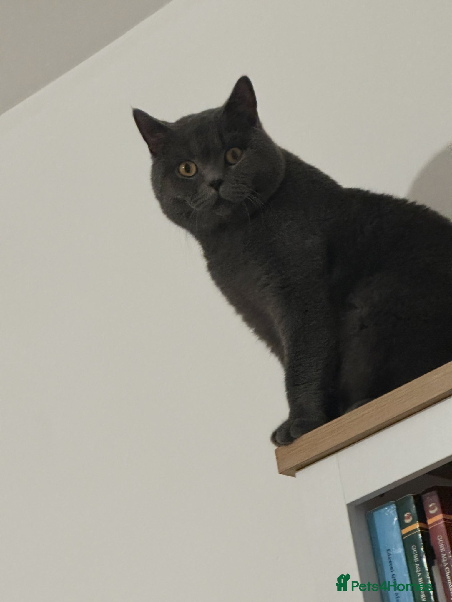 British Shorthair cats for sale: cute British shorthair kittens  - Advert 3