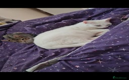 Mixed Breed cats for sale: 8 years old extremely friendly little girl - Image 5