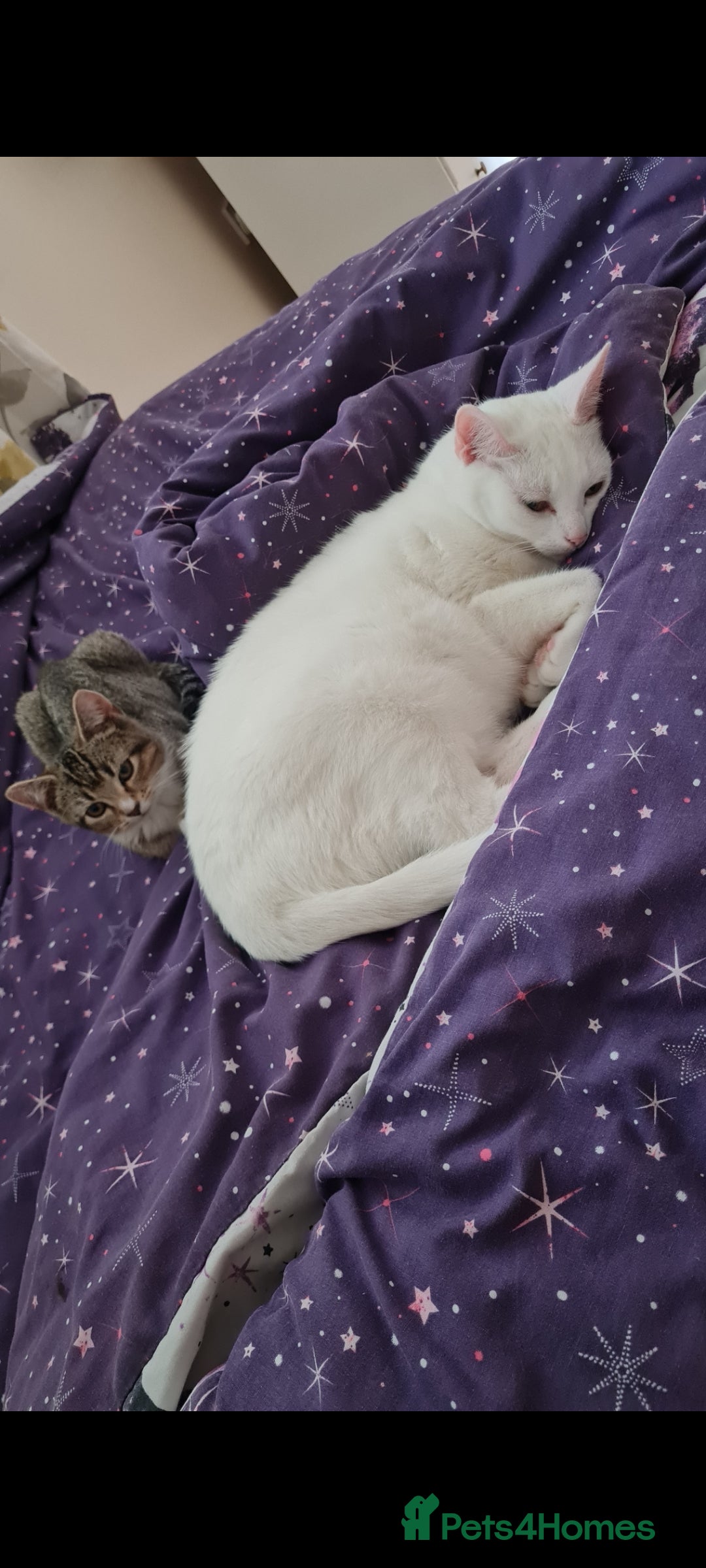 Mixed Breed cats for sale: 8 years old extremely friendly little girl - Image 5