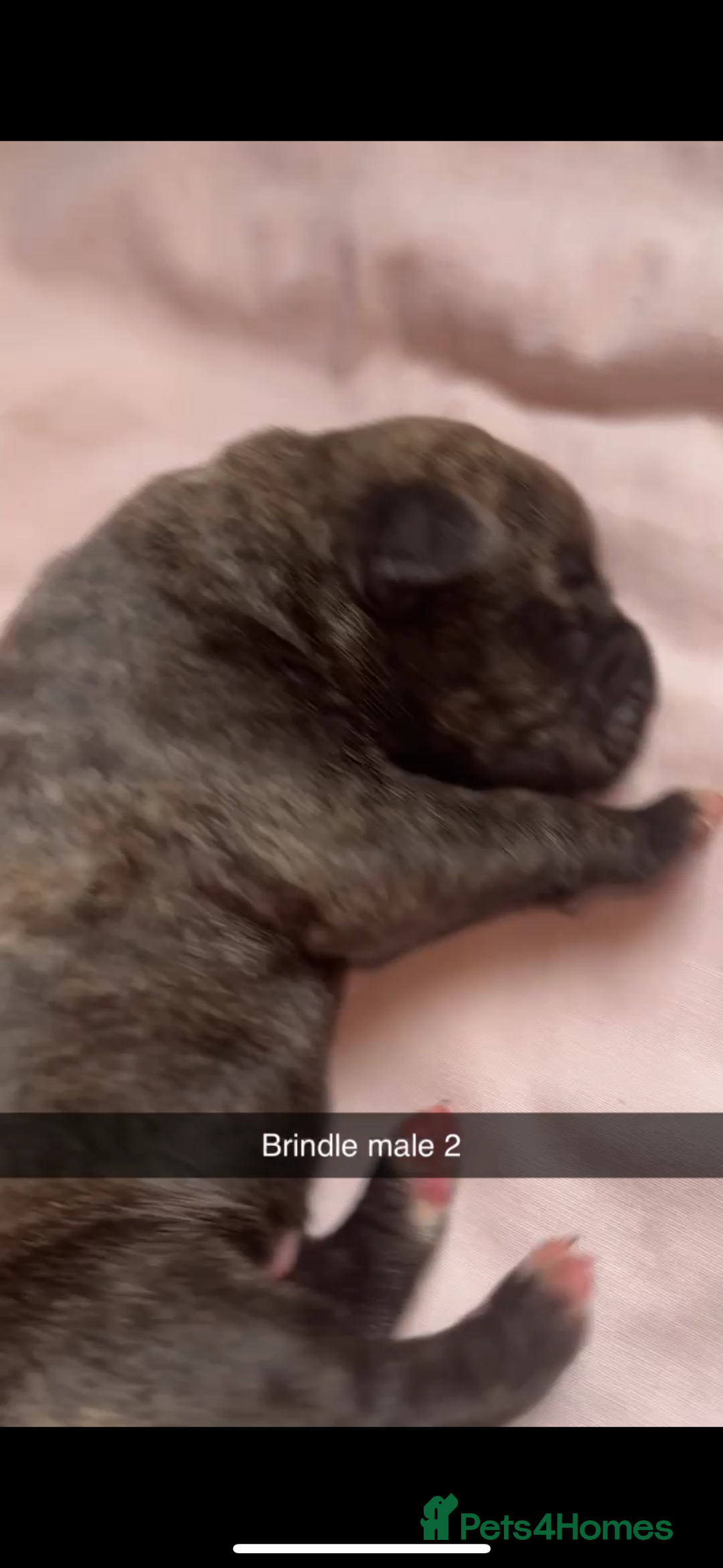 Cane Corso dogs for sale: Cane Corso first litter of puppies !! - Image 11