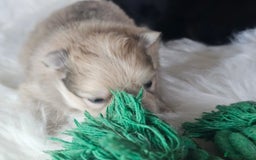 Pomeranian dogs for sale: 4 beautifull pomeranian puppies  - Advert 8