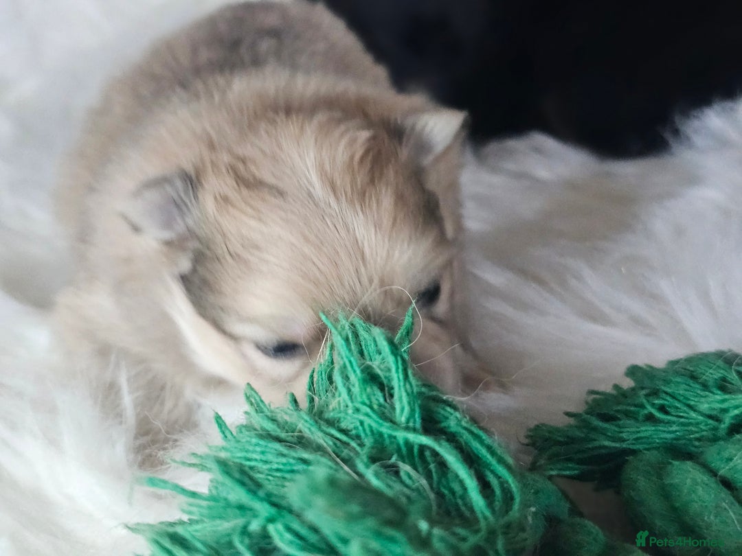 Pomeranian dogs for sale: 4 beautifull pomeranian puppies  - Advert 8