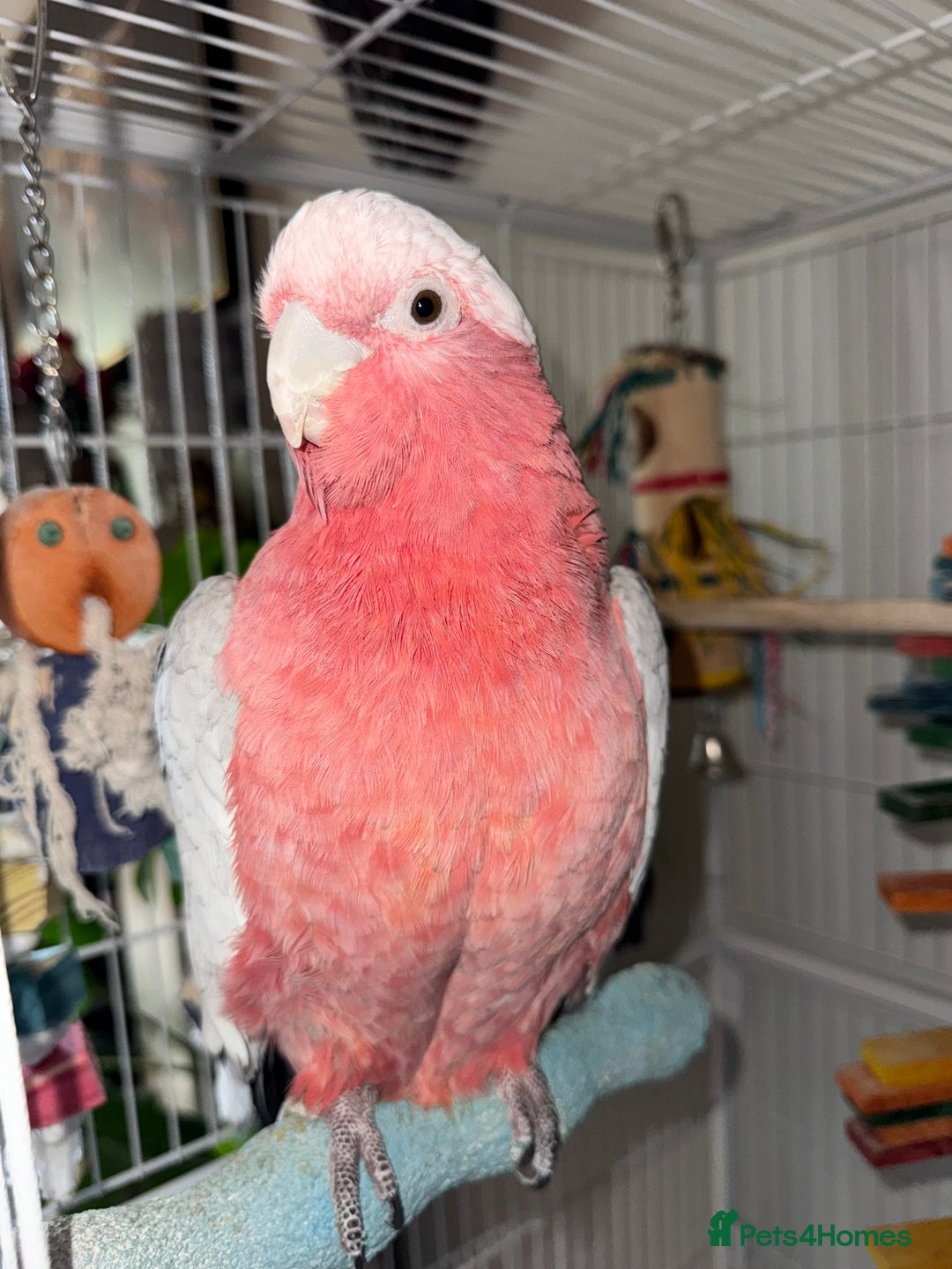 Cockatoo birds for sale: Galah Cockatoo  - Advert 5