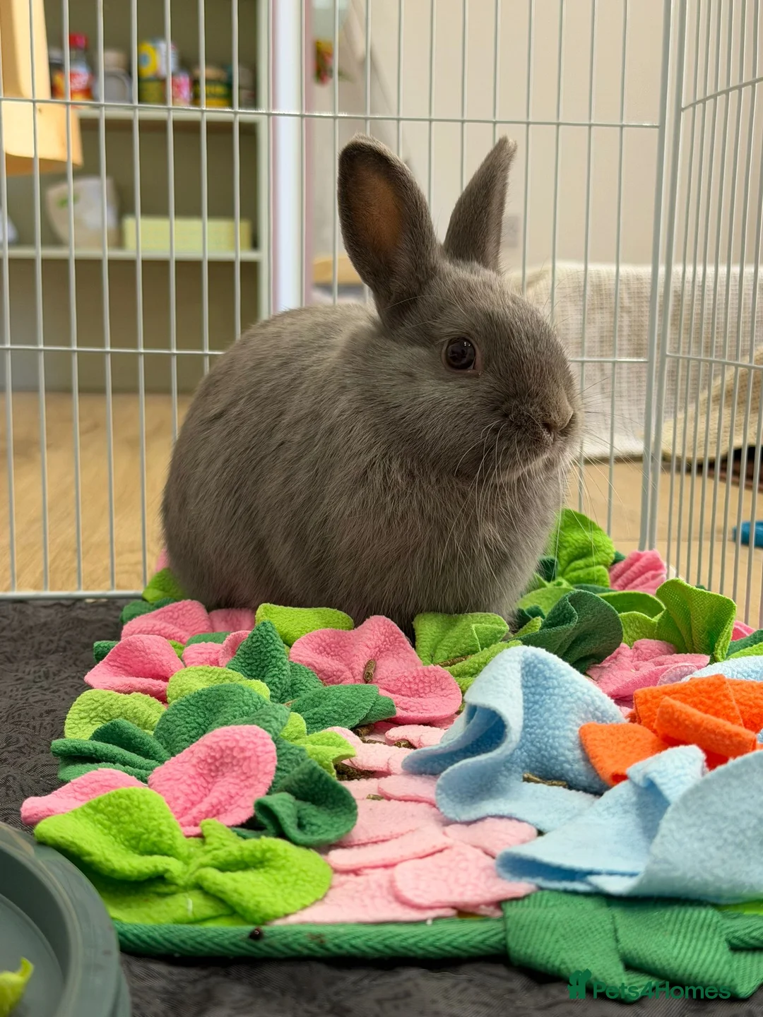 Netherland Dwarf rabbits for sale: 2 Male Netherland Dwarf Bunnies + free Bundle - Advert 2