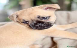 Pug dogs for sale: Adorable Pug x Pomeranian Puppies, Ready Today. - Image 7