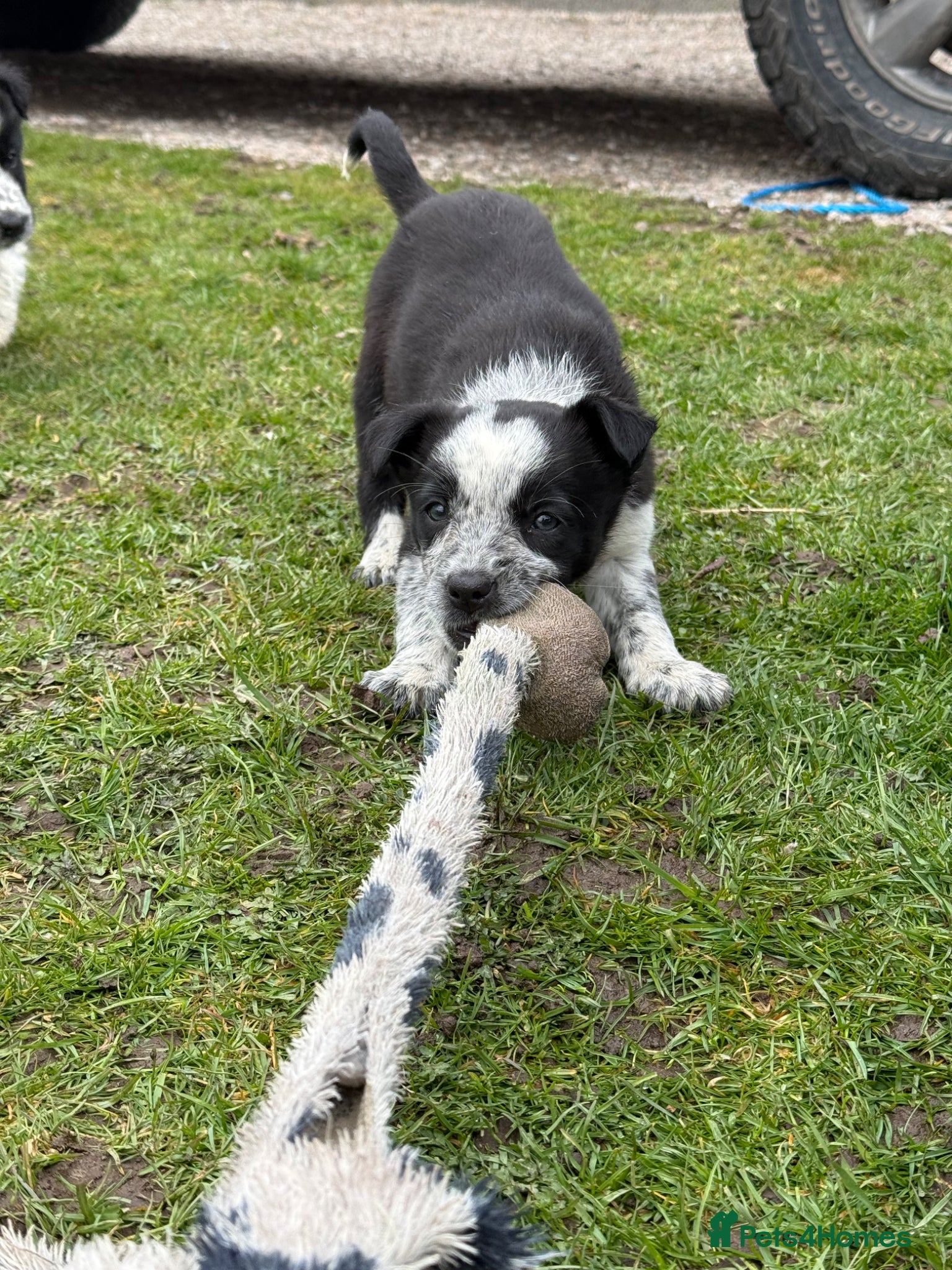 Border Collie dogs Border Collie Puppies  - Advert 2