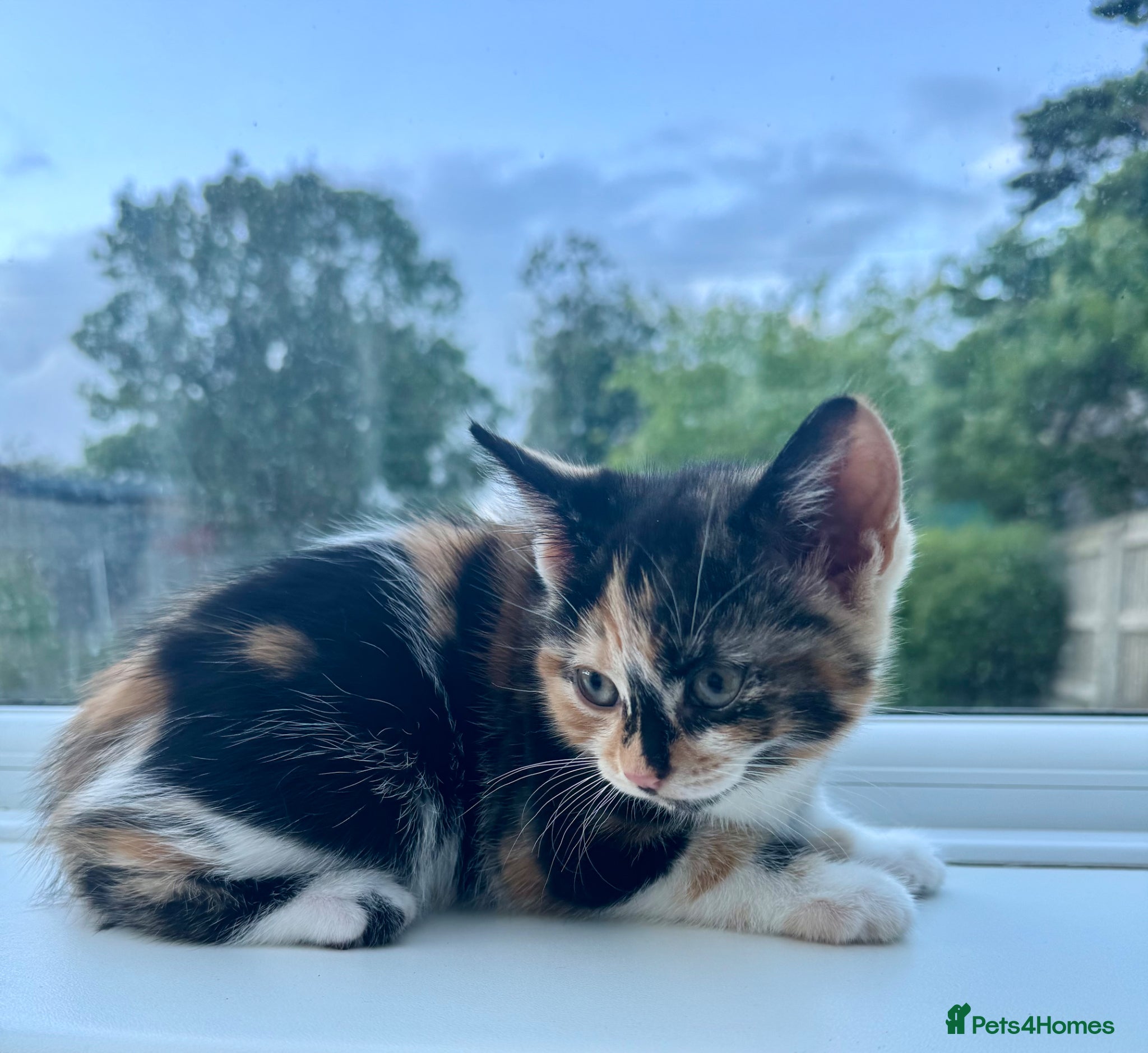 Mixed Breed cats 🐾 FemaleCalicoKittenLookingForHerForeverHome 🐾 - Advert 1