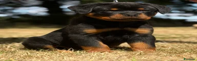 Rottweiler 1