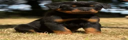 Rottweiler dogs for sale: ⭐️ Best Breeding in the UK 🇬🇧 ⭐️ - Advert 16