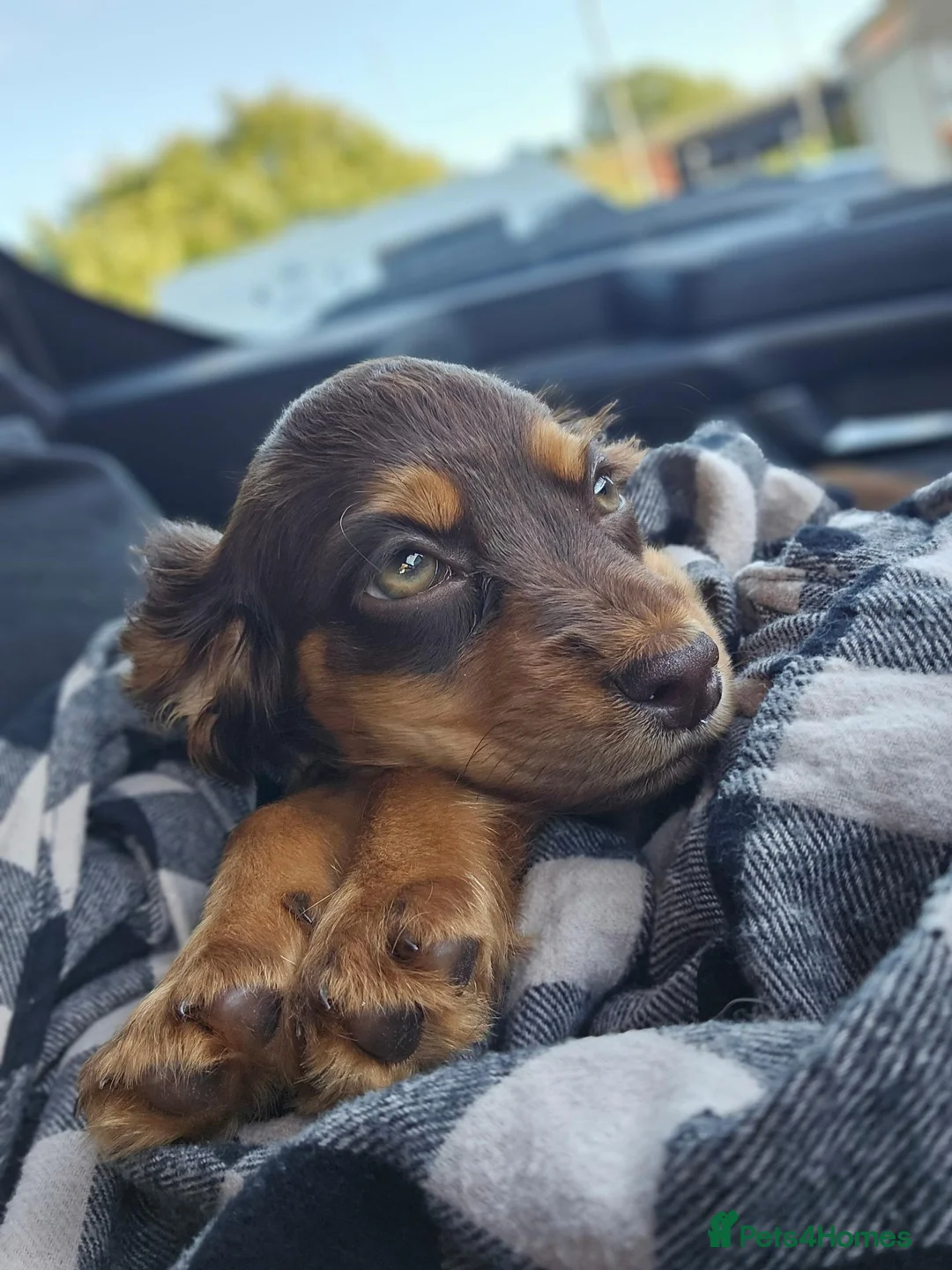 Cocker Spaniel dogs for sale: Cocker spaniel female  - Advert 2