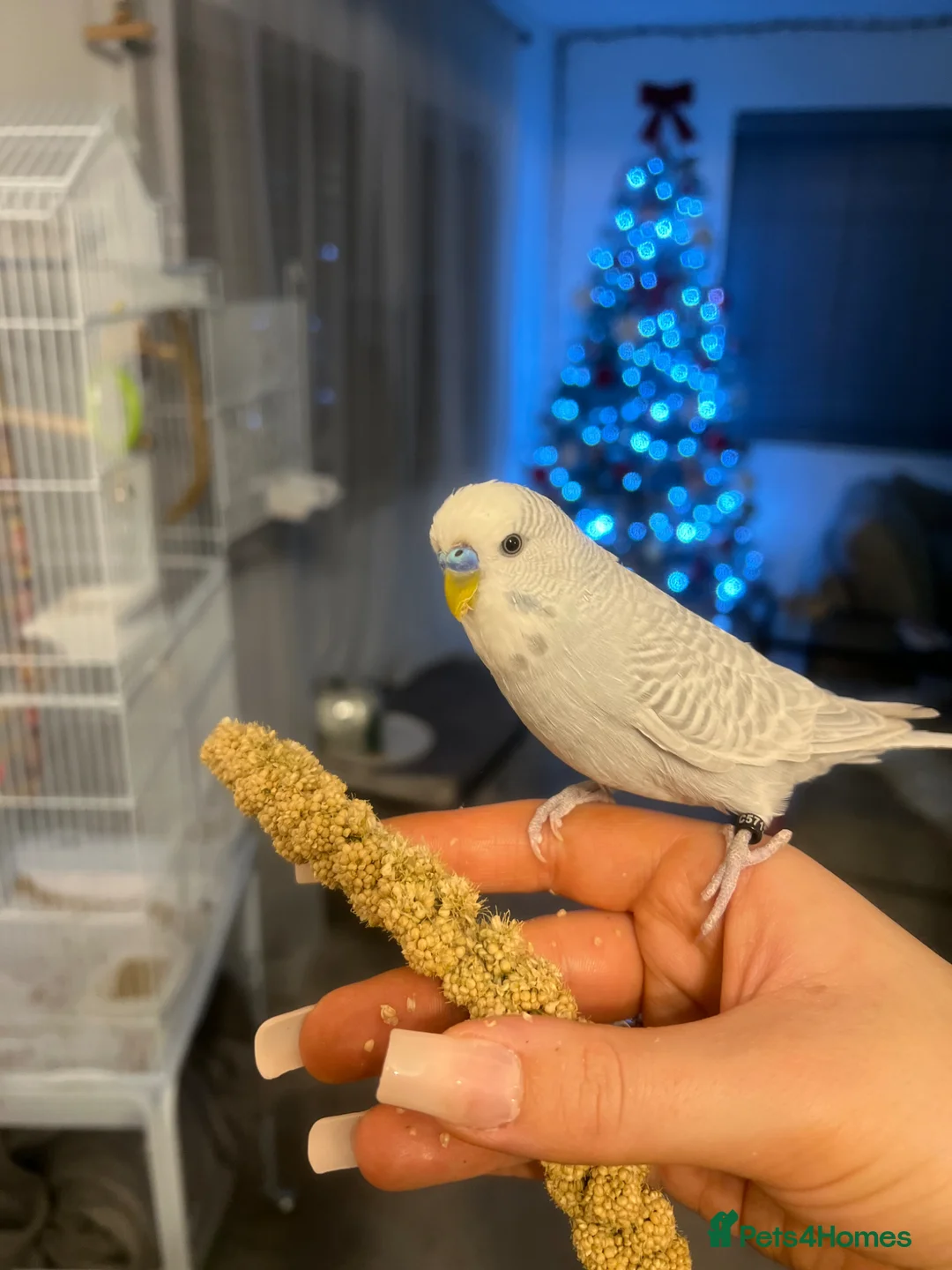 Budgerigars birds for sale: Budgies in Peacehaven - Advert 2