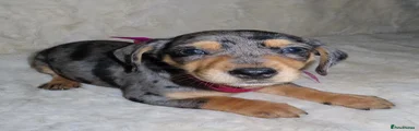 Dachshund 8