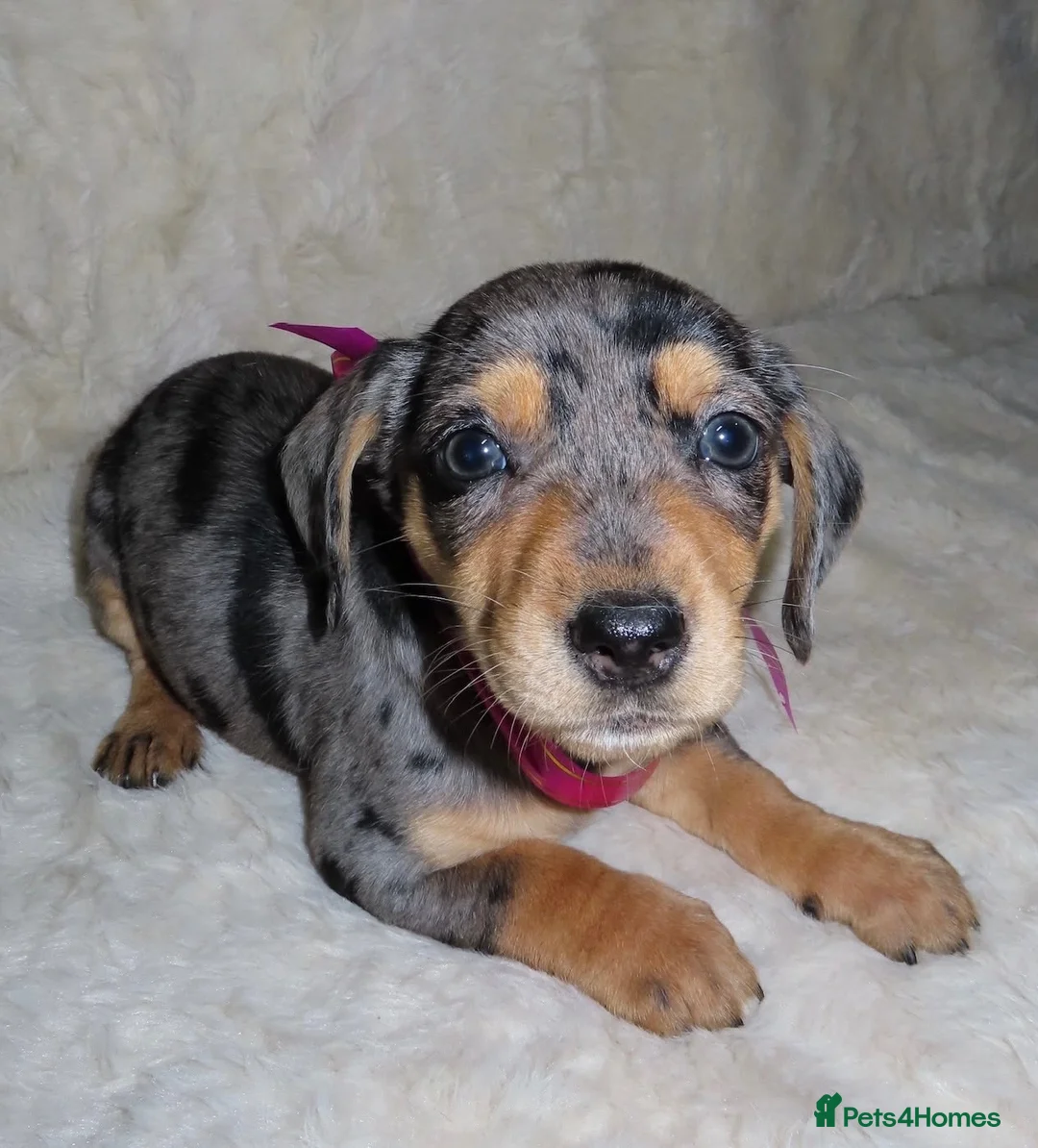 Dachshund dogs for sale: BEAUTIFUL DACHSHUND READY FOR FOREVER HOME!!! in Wolverhampton - Advert 40