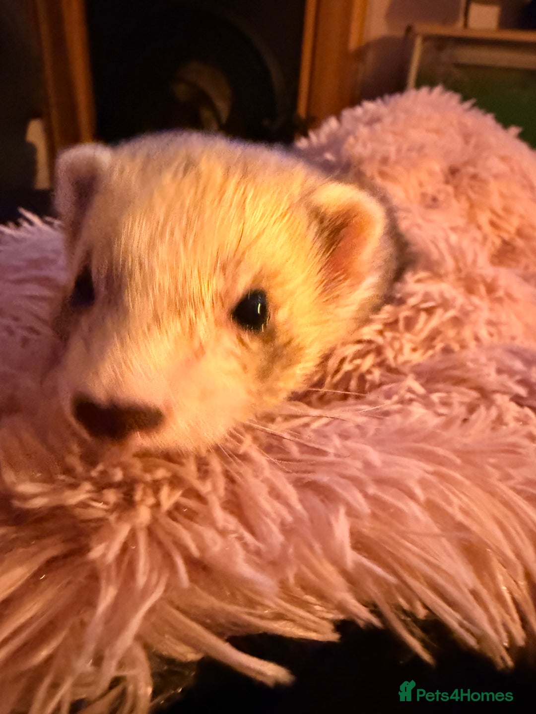 Ferret rodents for sale: Fifi & Skunk - Advert 7