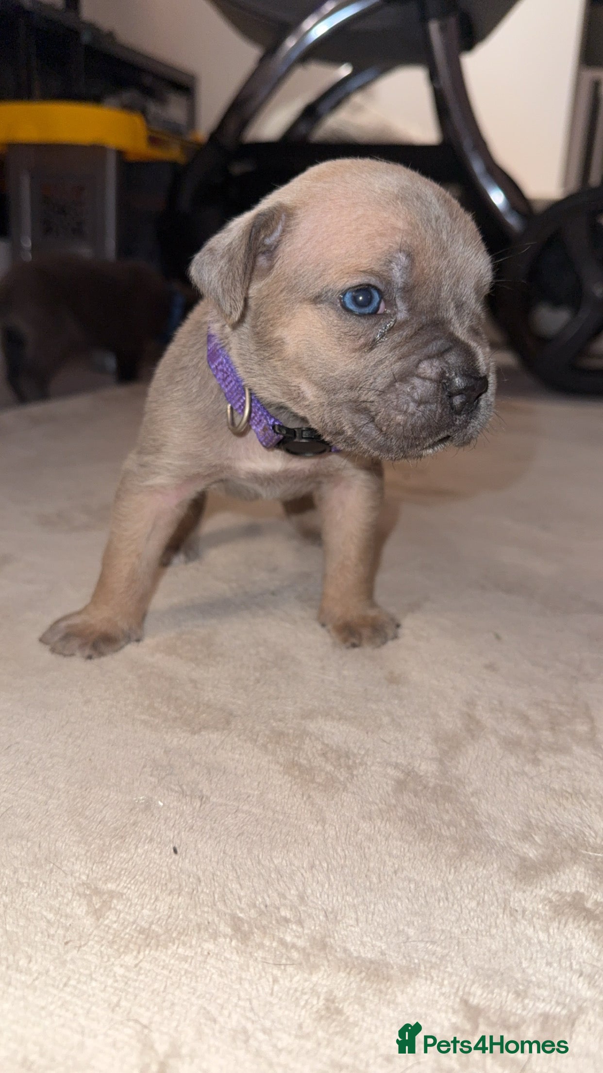 Cane Corso dogs ICF/ICCF Champion 6th GENERATION Cane Corso pups - Advert 2