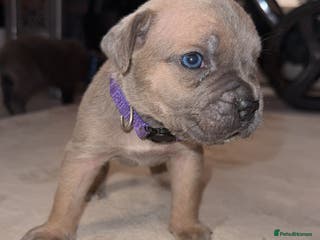 Cane Corso dogs ICF/ICCF Champion 6th GENERATION Cane Corso pups - Advert 2