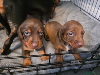 Dachshund dogs Dachshund - Advert 10